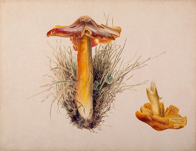 Illustration of a mushroom by Beatrix Potter