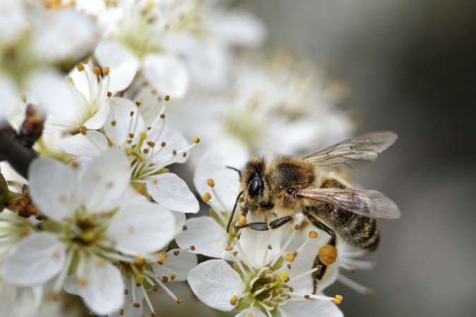 Bee on a flower