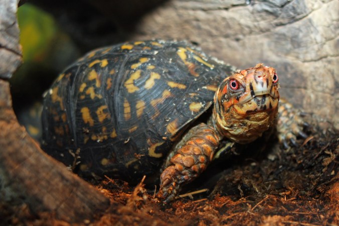 Eastern box turtle
