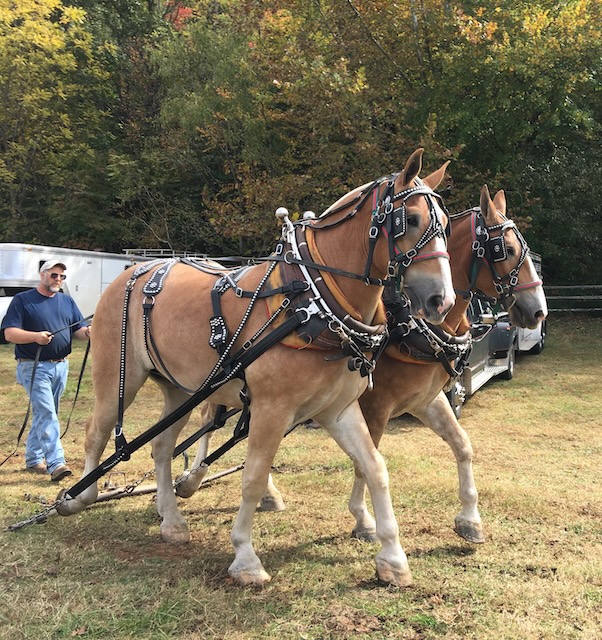 Horses at Blue Ridge Folklife Festival